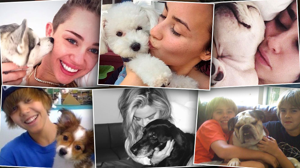 Celebrities' Dead Pets: Stars Who Lost Animals Dogs Cats