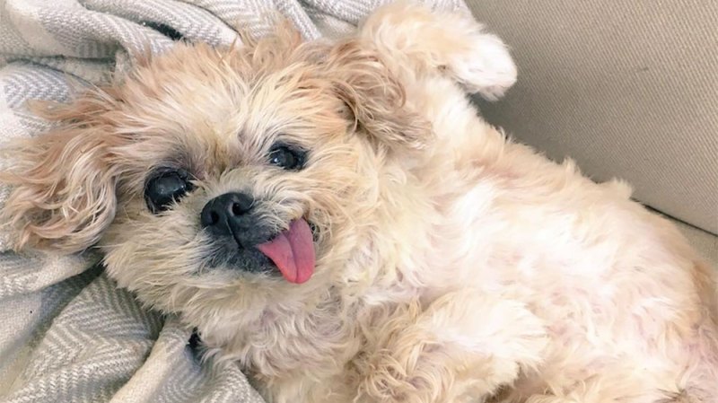 Instagram Famous Dog Marnie Dies At Age 18
