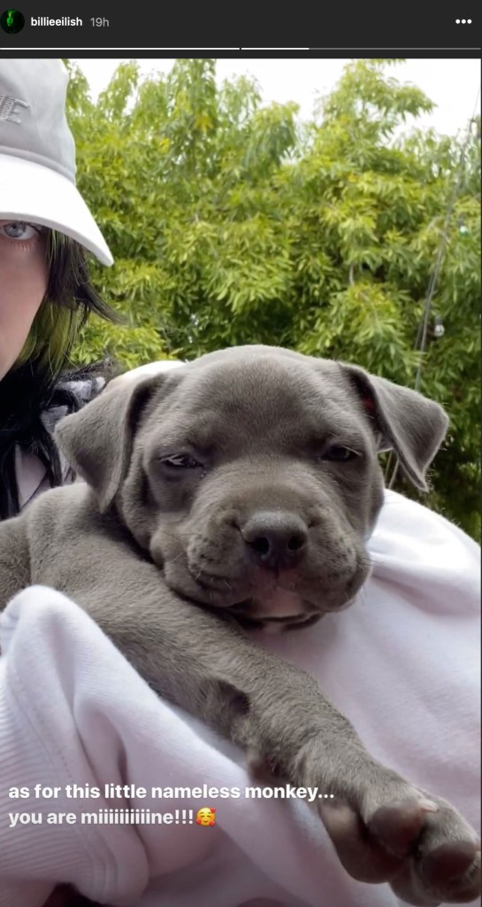 Billie Eilish Adopts Pitbull Puppy After Admitting She ‘Failed’ At Fostering Dogs