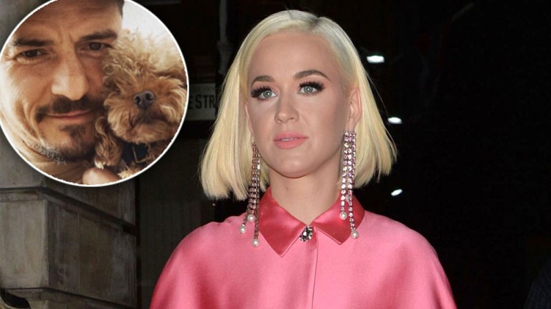 Katy Perry Dog Missing