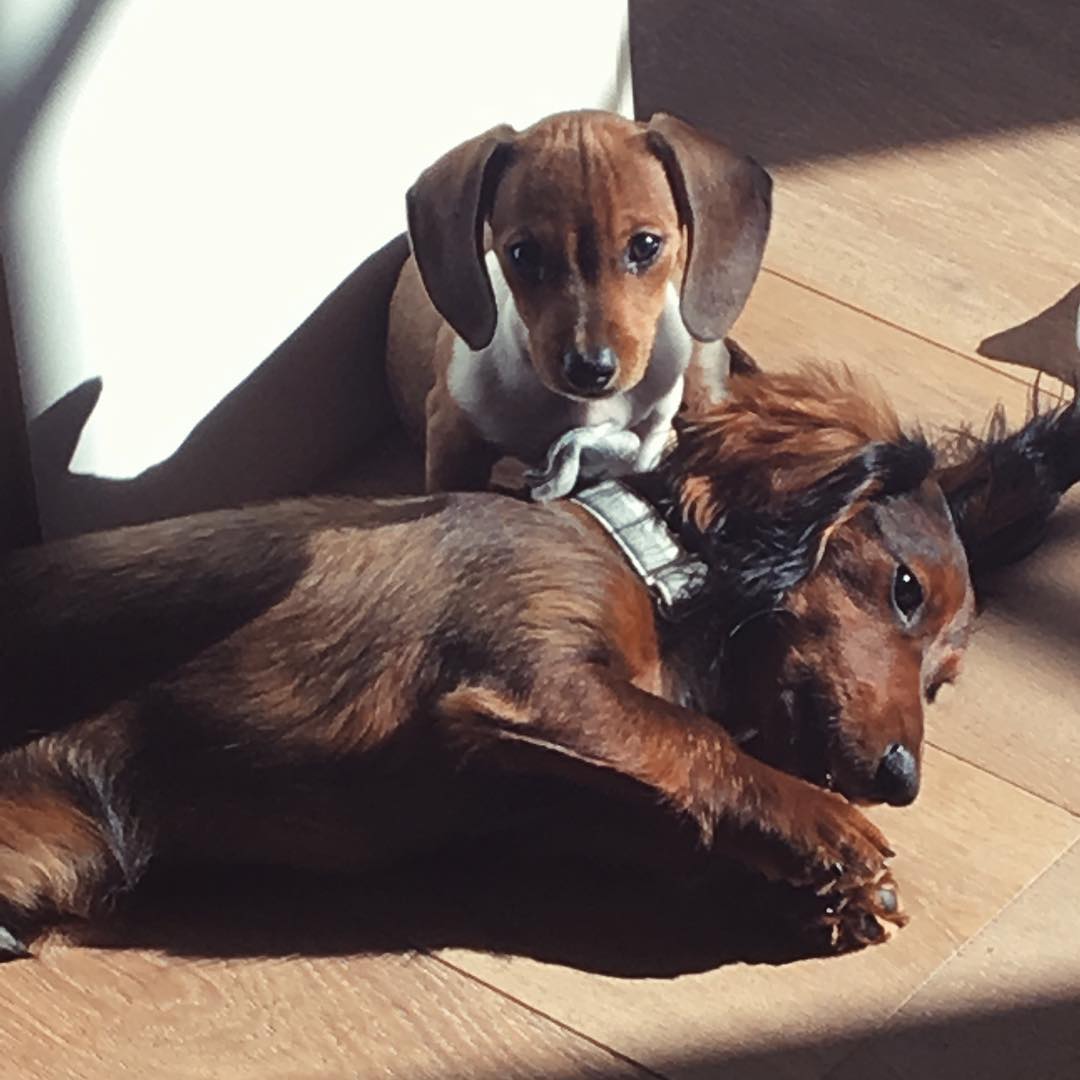 Kylie Jenner's Pets: See Photos of All Her Dogs